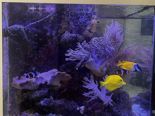 Chirurgien jaune