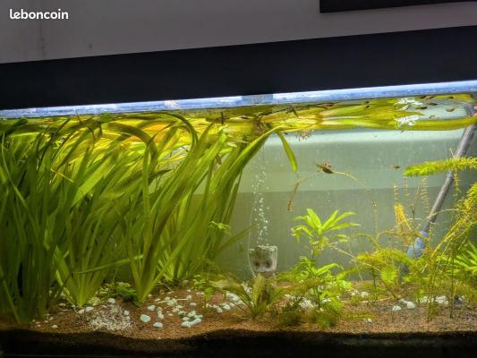 Aquarium Juwel Rio 240 Litres