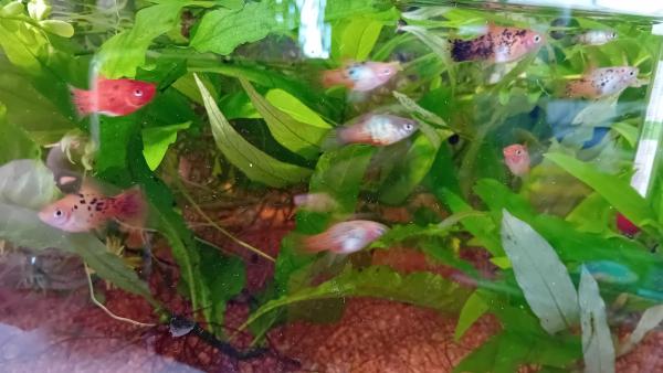 Platys et molly lyre