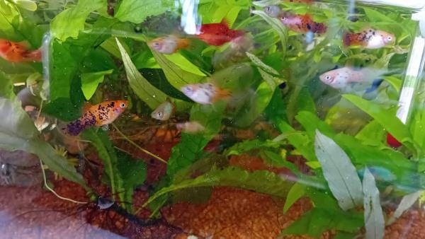 Platys et molly lyre