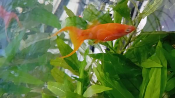 Platys et molly lyre
