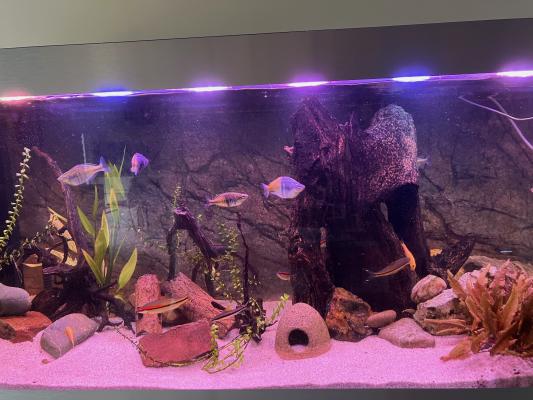 Aquarium