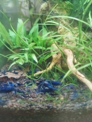 Crevette blue velvet