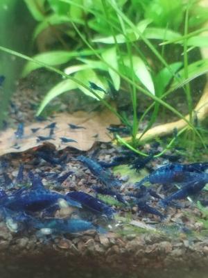 Crevette blue velvet