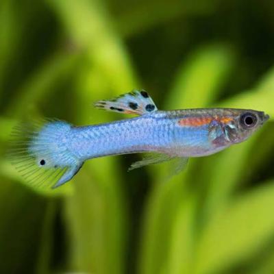 Guppy