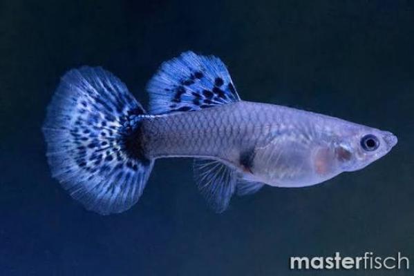 Guppy