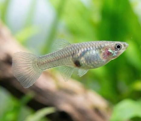 Guppy