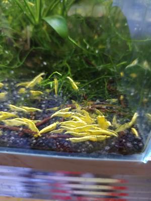 Crevettes yellow néon