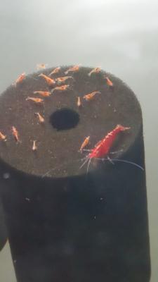 Crevettes red cherry