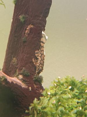 Ancistrus