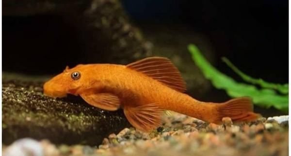 Ancistrus