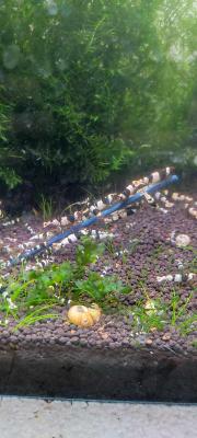 Crevettes et ecrevisses