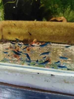 Crevettes et ecrevisses