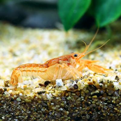 Crevettes et ecrevisses