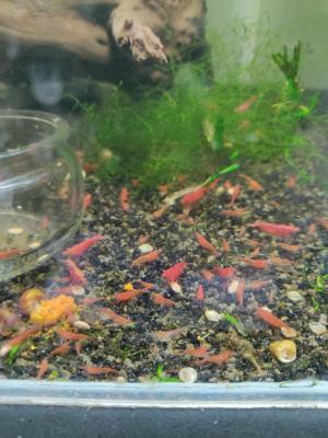 Crevettes et ecrevisses