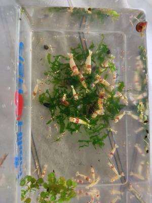 Crevettes et ecrevisses