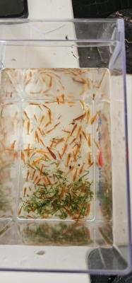 Crevettes et ecrevisses