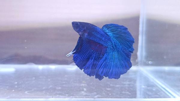 Betta splendens