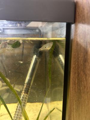 Gourami