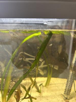 Gourami