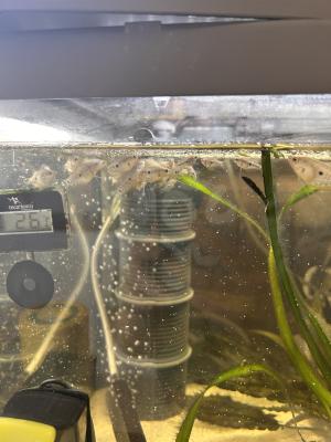 Gourami
