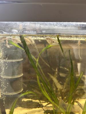 Gourami
