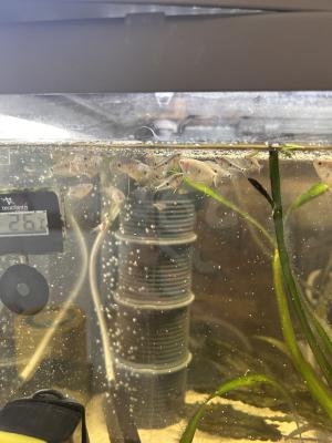 Gourami