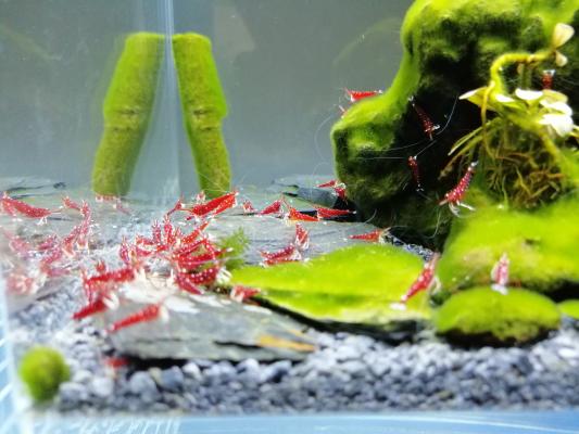 Crevette Cardinal de Sulawesi Caridina dennerli