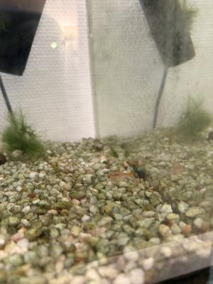 Donne poissons