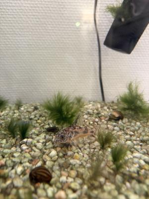 Donne poissons