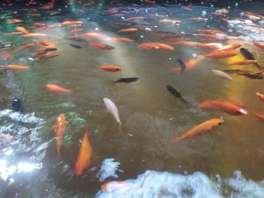 Poisson rouge de bassin