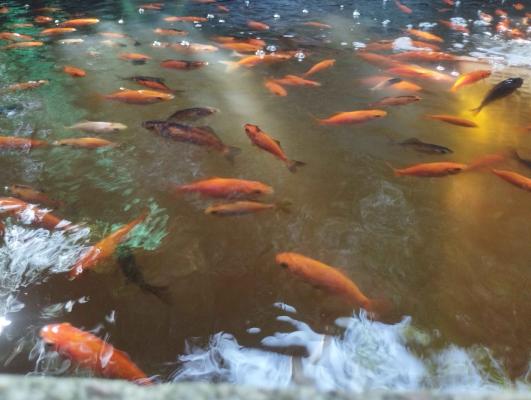 Poisson rouge de bassin
