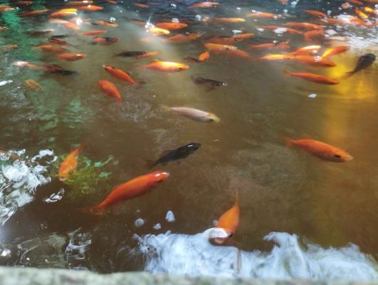Poisson rouge de bassin