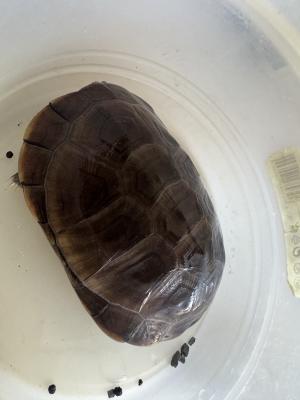 À vendre tortue pelomedusa et son aquarium