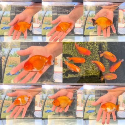 Oranda short body Thaïland