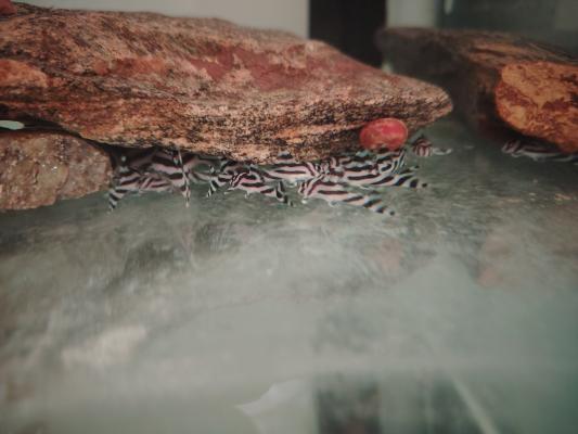 hypancistrus zebra L046