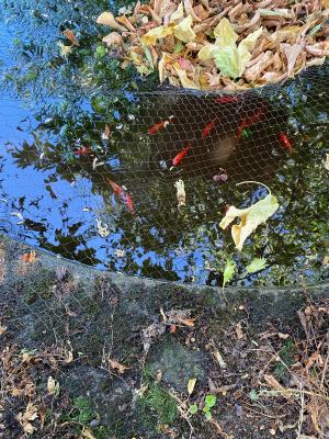 DONNE POISSONS ROUGE DE BASSIN