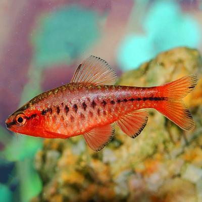 Poissons aquarium barbus cerise