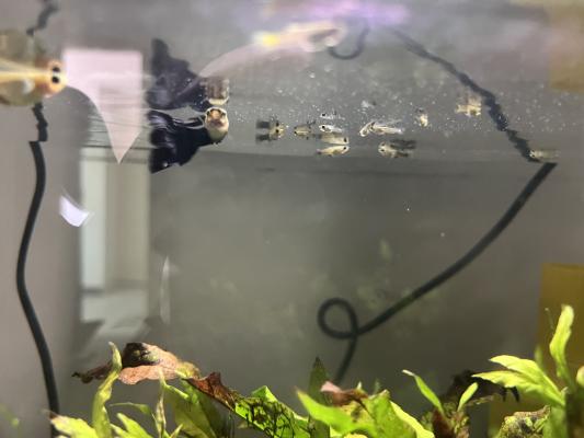 Juvénile guppy
