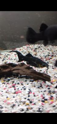 Mollys et guppys