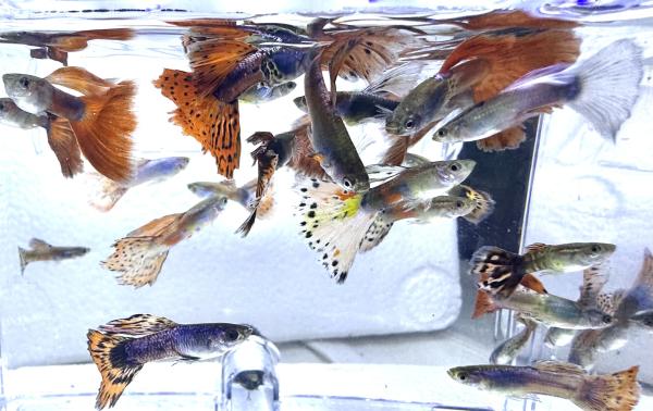 Guppys reticulata