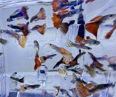 Guppys reticulata