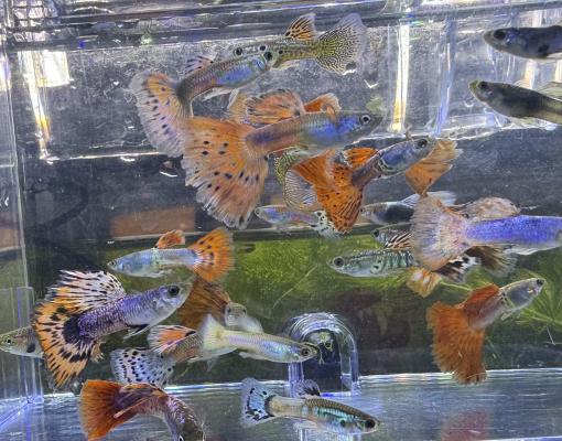 Guppys reticulata