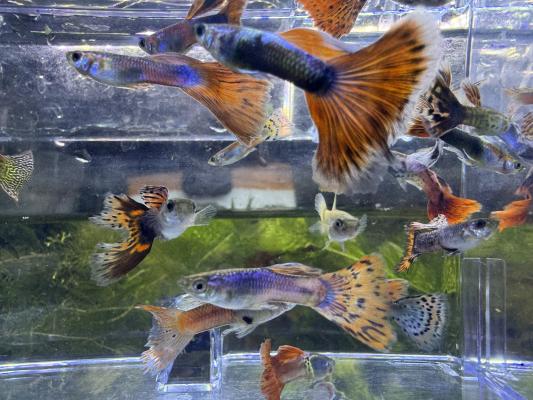 Guppys reticulata
