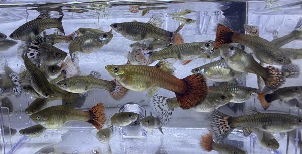 Guppys reticulata