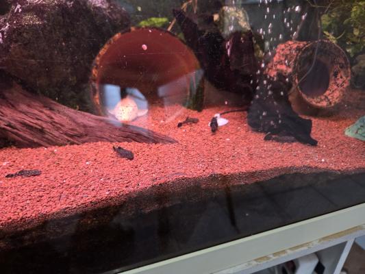 bebe ancistrus
