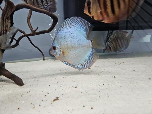 5 Discus
