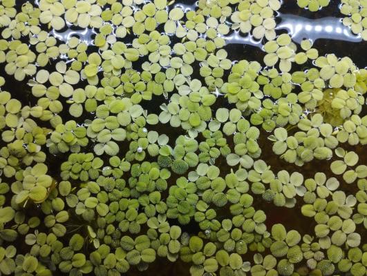 Salvinia Auriculata