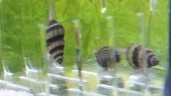 Escargots