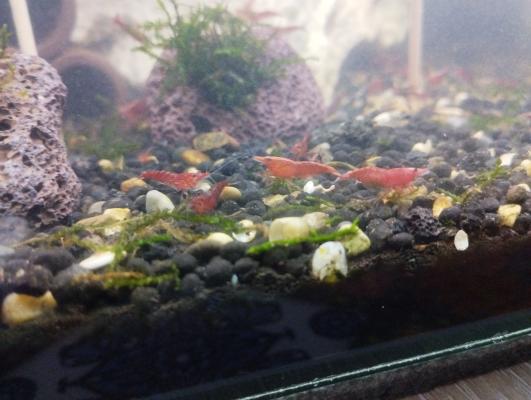 Crevettes